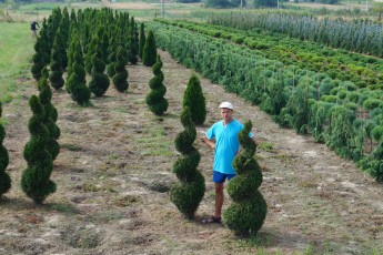 Thuja ocid. "Smaragd" Spiral