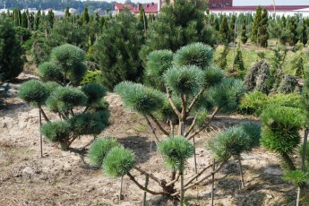 Pinus syl. "Watereri" bonsai