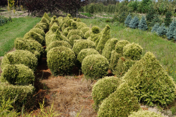 Thuja ocid. "Stolwijk" forma