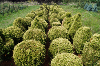 Thuja ocid. "Stolwijk" forma