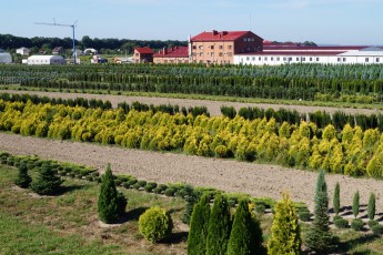 Elit Flora