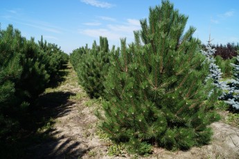 Pinus nigra austriaca<br> Сосна чорна австрійська