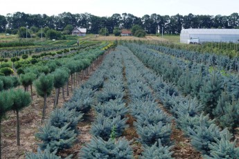Picea pung. "Glauca Globosa"