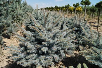 Picea pung. "Glauca Globosa"