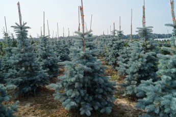Picea pungens "Oldenburg"