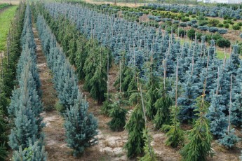 Picea pung. Isseli Fastigiata<br> Ялина Іселі Фастігіата