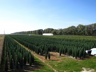 Juniperus scop. Blue Arrow<br> Ялівець скельний Блю Арров
