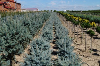 Picea pungens Glauca Globosa<br> Ялина Глаука Глобоса