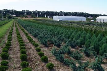 elitflora