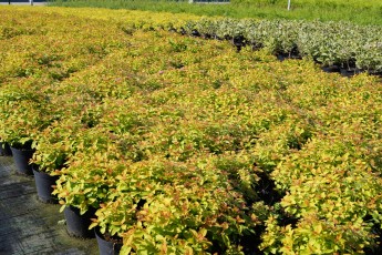 Spirea jap. "Gold Flame"