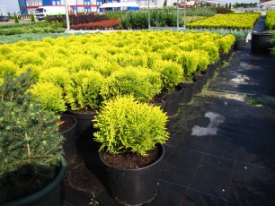 Thuja ocid. "Mirijam"<br> Туя західна Міріам