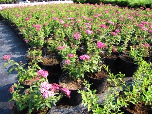 Spirea jap. "Antony Waterrer"<br> Спірея Антоні Ватерер