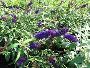 Buddleja dav. "Black Knight"<br> Будлея Давида Блек Найт