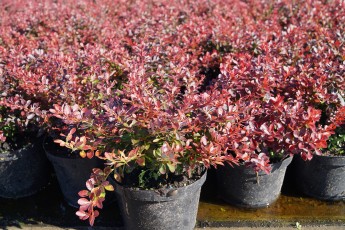 Berberis tunb. Atropurpurea nana Барбарис Тунберга Атропурпуреа нана