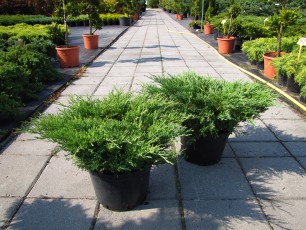 Juniperus hor. Andora compacta<br> Ялівець Андора компакта