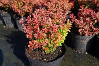 Berberis tunb. "Admiration"<br> Барбарис Тунберга Адміратіон