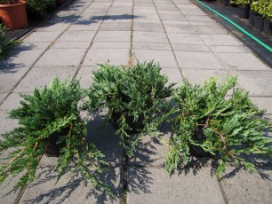 Juniperus hor. "Bar Harbor"<br> Ялівець Бар Харбор