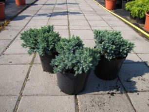 Juniperus sqam. "Blue Star"<br> Ялівець лускатий Блу Стар