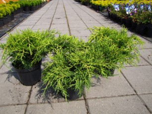 Juniperus pfit. "Old Gold"<br> Ялівець середній Олд Голд