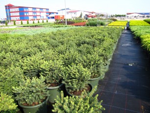 Picea omor. "Karel"<br> Ялина сербська Карель
