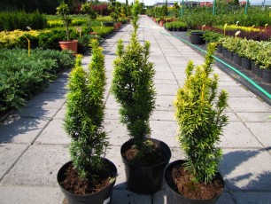 Taxus bac. "David" Тис ягідний Давід