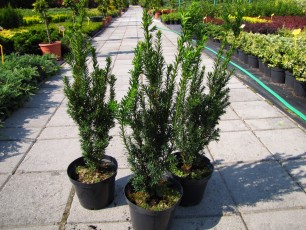 Taxus media "Hilli"<br> Тис середній Хіллі
