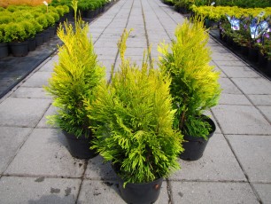 Thuja pl. "4-ever Gold"<br> Туя гігантська Форевер Голд