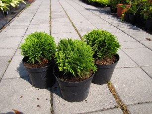 Thuja ocid. "Danica"<br> Туя західна Даніка