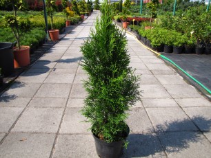 Thuja ocid. "Smaragd"<br> Туя західна Смарагд