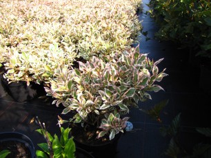 Weigela flor. "Monet"<br> Вейгела флоридська Монет