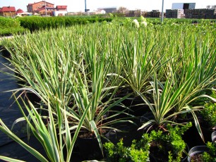 Yucca filam. ‘Bright Edge’<br> Юкка колюча Брайт Едге