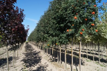 Sorbus aucup. var. Edulis<br> Горобина звичайна Едуліс