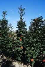 Sorbus auc. "Fastigiatum"<br> Горобина звичайна Фастігіата