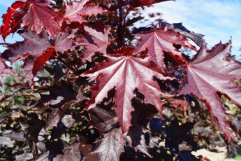 Acer plat. "Crimson Sentry"<br> Клен гостролистий Крімсон Сентрі