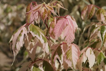 Acer negundo "Flamingo"<br> Клен ясенелистий Фламінго