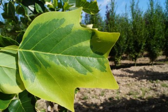 Liriodendron tul. Aureomarginatum<br> Тюльпанове дерево Ауреомаргінатум