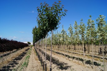 Prunus serr. "Kanzan"<br> Сакура Канзан