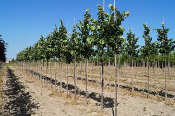 Tilia tom. "Brabant"<br> Липа повстиста Брабант