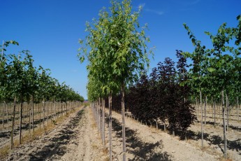 Acer sah. "Laciniatum Wieri"<br> Клен сріблястий Лацініатум Вієрі