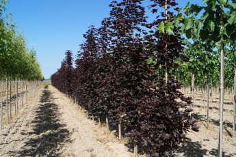Acer plat. "Crimson Sentry"<br> Клен гостролистий Крімсон Сентрі