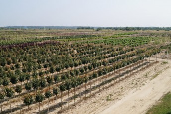 Elit Flora