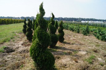 Thuja ocid. "Smaragd" Spiral
