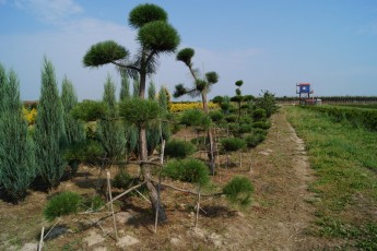 Pinus nigra bonsai