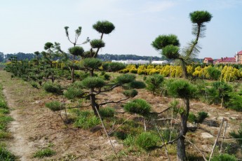 Pinus nigra bonsai