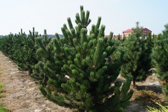 Pinus nigra "Oregon Green"